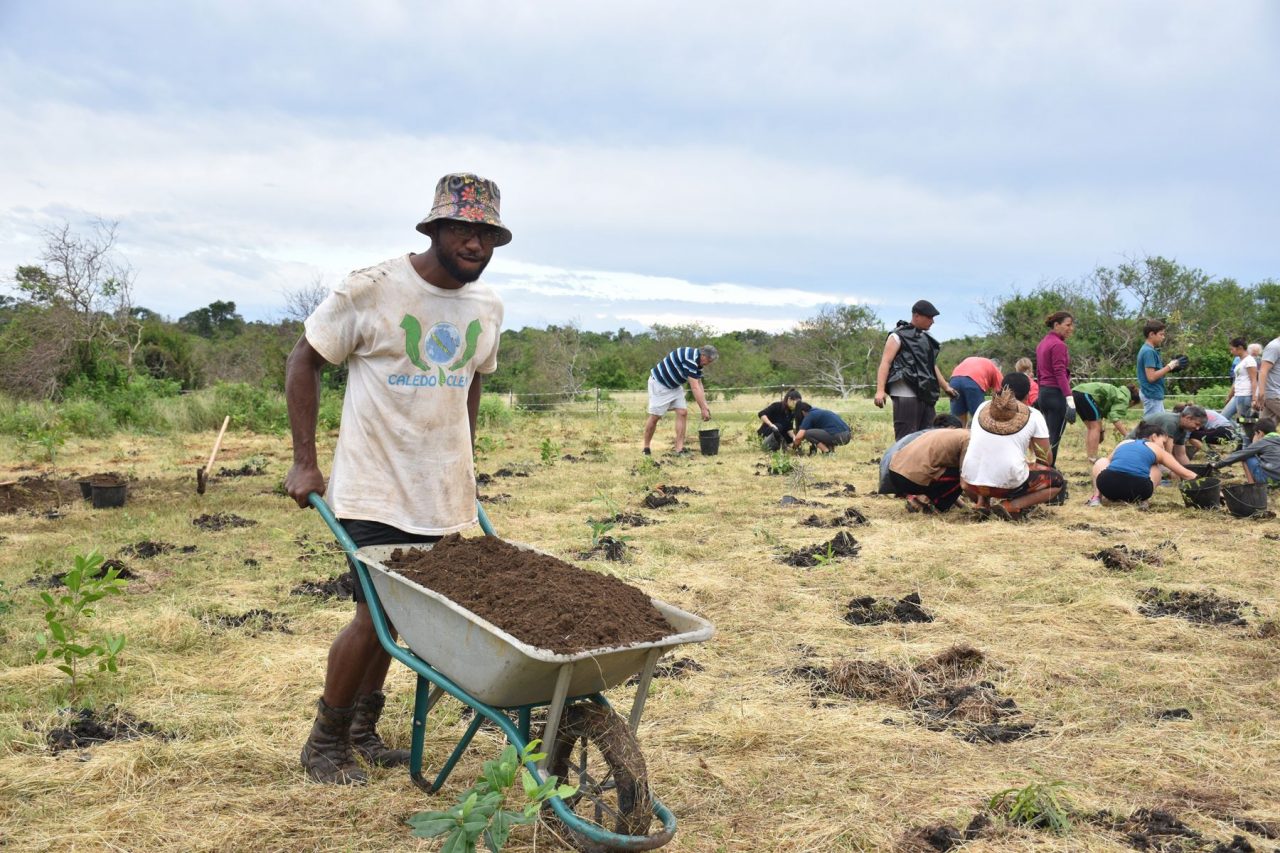 Plantation participative au Domaine de Déva pour reboiser la forêt sèche de Bourail.